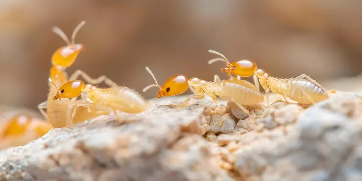 Scorpion exterminator and pack rat removal service Tacna AZ Mohawk Valley